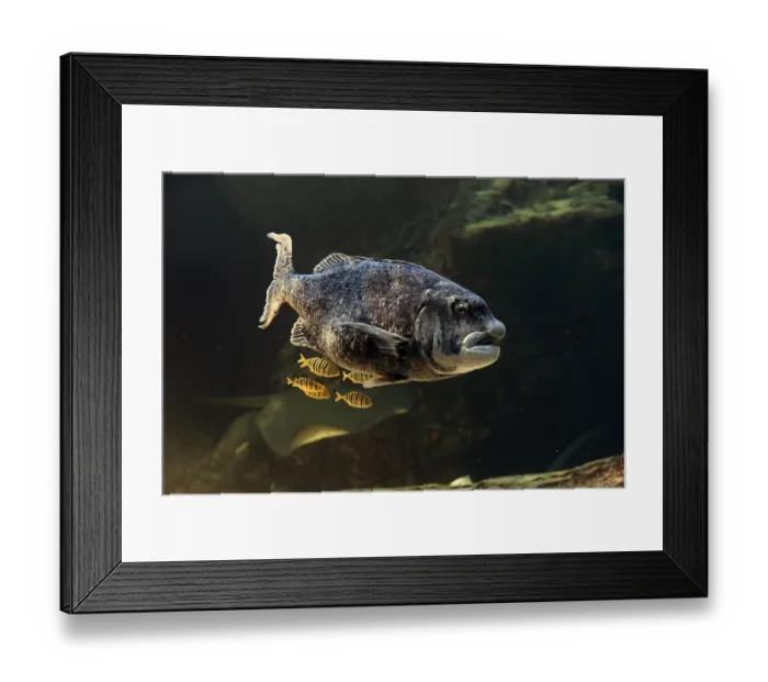 Framed Print : Black musselcracker (Cymatoceps nasutus )