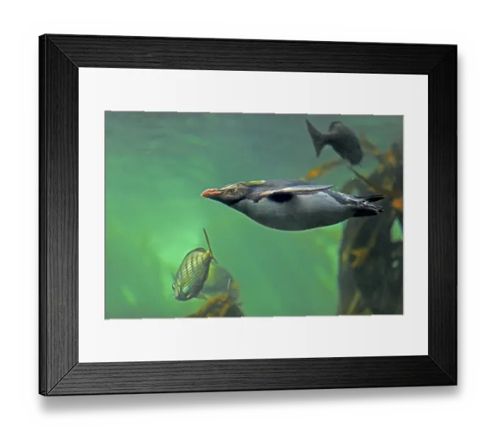 Framed Print : Northern Rockhopper Penguin (Eudyptes chrysocome)