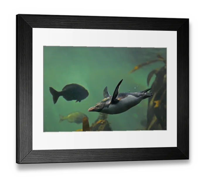 Framed Print : Northern Rockhopper Penguin (Eudyptes chrysocome)