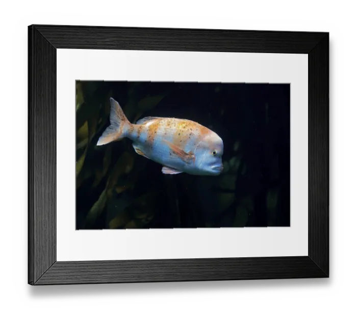 Framed Print : Red blunt nose, (Chrysoblephus gibbiceps) Framed Print : Red blunt nose, (Chrysoblephus gibbiceps)