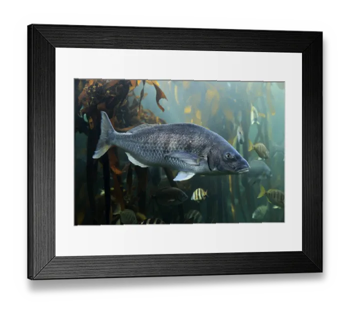Framed Print : Sea bream, (Spondyliosoma cantharus)