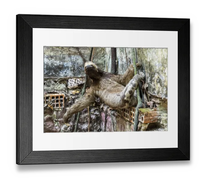 Framed Print : Brown-throated sloth (Bradypus variegatus) between the Paricatuba Ruins