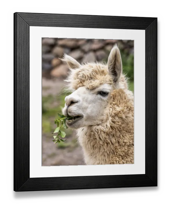 Framed Print : Alpaca (Lama pacos), Inca complex at Pisac Framed Print : Alpaca (Lama pacos), Inca complex at Pisac