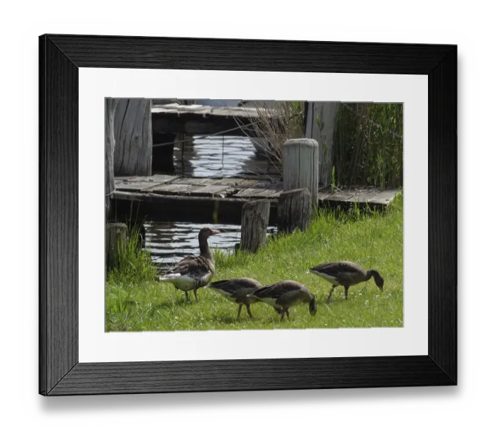 Framed Print : Ducks graze next to an old jetty on the lakeshore