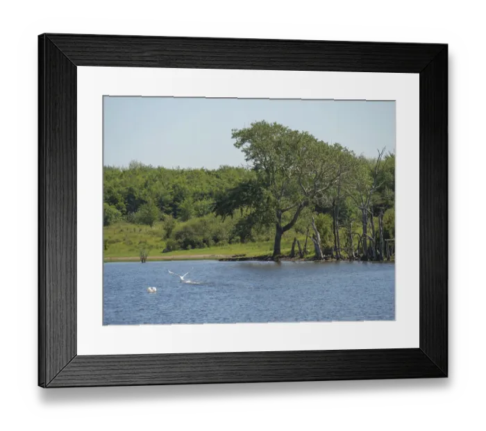 Framed Print : A lake with flying birds and trees on the shore