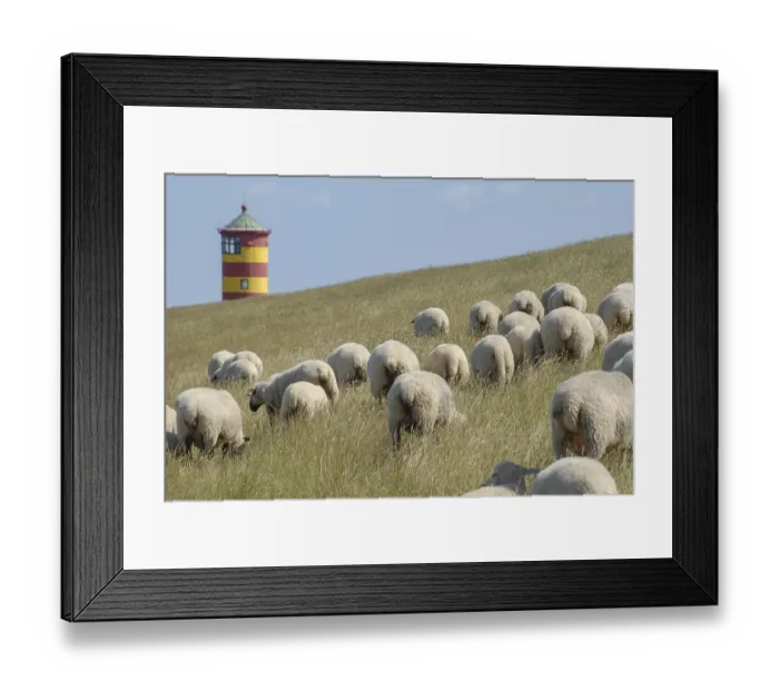 Framed Print : A flock of sheep grazing on a grassy hill with a red and yellow lighthouse in the background