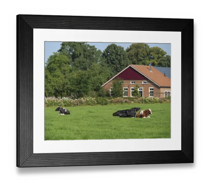 Framed Print : Cows resting on green pasture in front of a red farmhouse with trees in the background Framed Print : Cows resting on green pasture in front of a red farmhouse with trees in the background