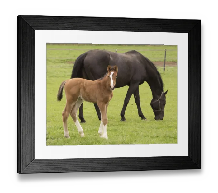 Framed Print : A young brown foal and a black horse in a meadow