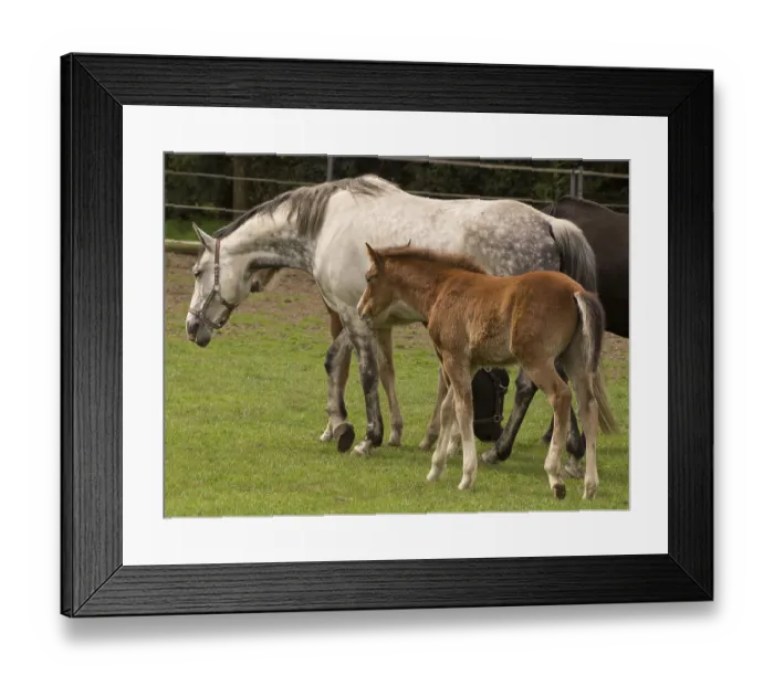 Framed Print : Adult horses and a foal walking across a green meadow