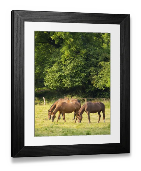 Framed Print : Three horses grazing peacefully on a sunlit meadow in front of dense foliage
