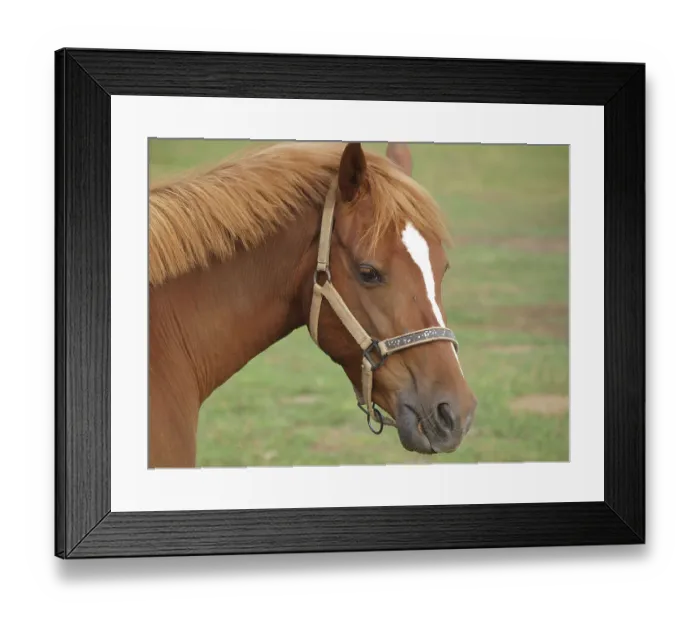 Framed Print : Chestnut coloured horse head with halter