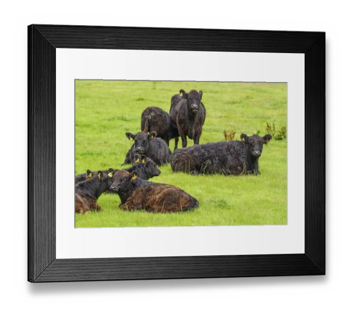 Framed Print : A group of black cattle lies and stands on a green meadow Framed Print : A group of black cattle lies and stands on a green meadow