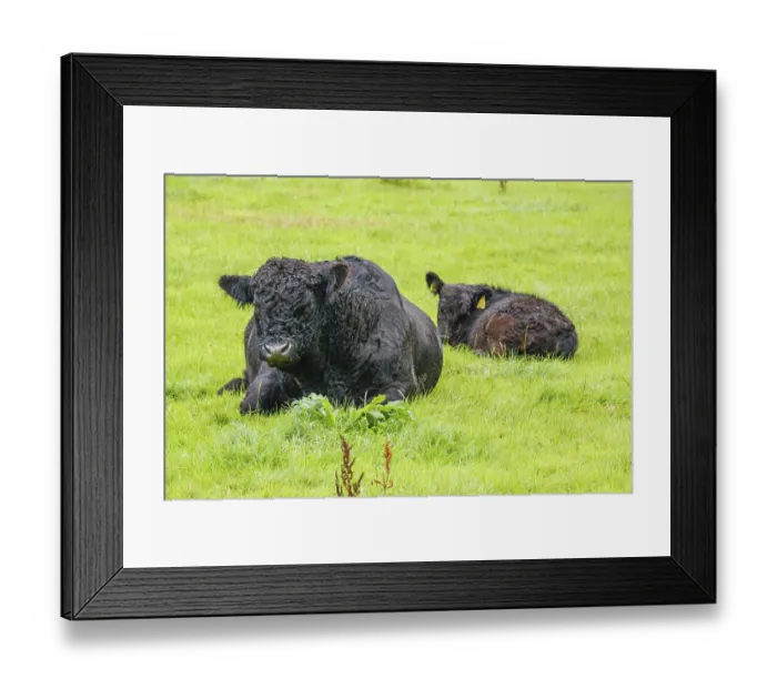 Framed Print : Black cow with calf lying on lush green pasture Framed Print : Black cow with calf lying on lush green pasture