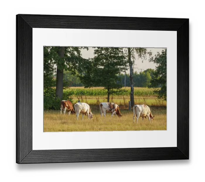 Framed Print : Cows eating grass on a green meadow in front of a cornfield