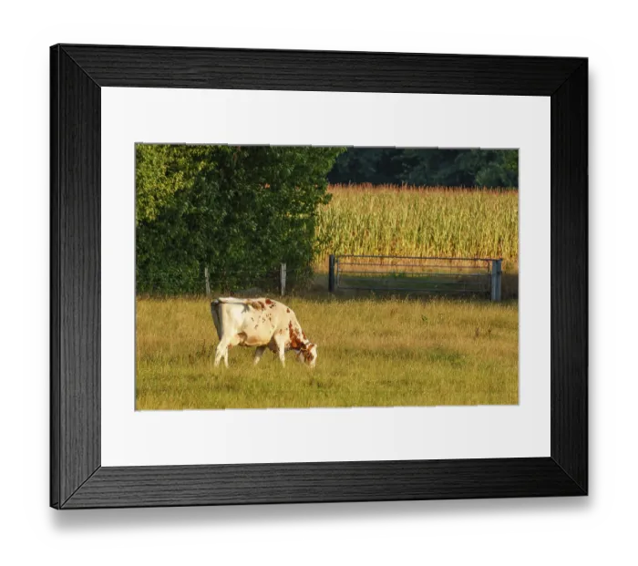 Framed Print : A cow stands on a pasture in front of a corn field under a blue sky