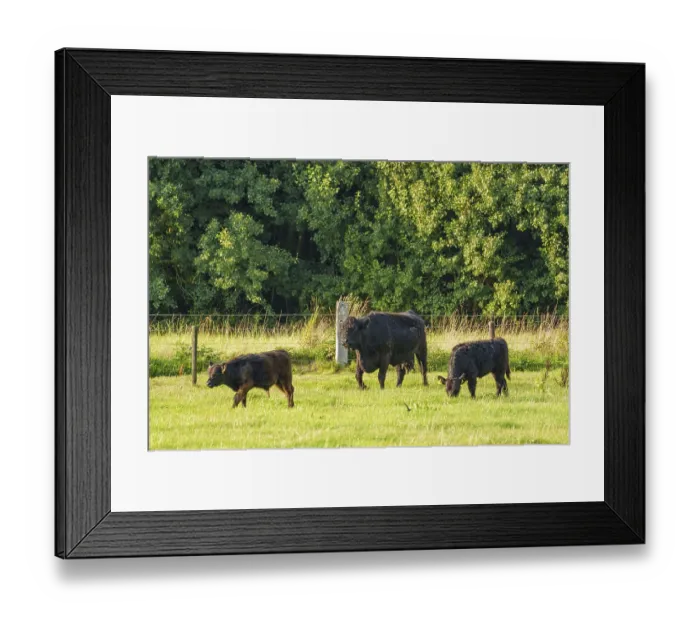 Framed Print : Three cows grazing on a green meadow in front of a row of trees
