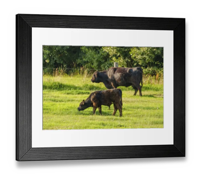 Framed Print : Cattle grazing on a vast green pasture
