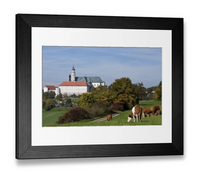 Framed Print : Cattle on a pasture near Neresheim Monastery
