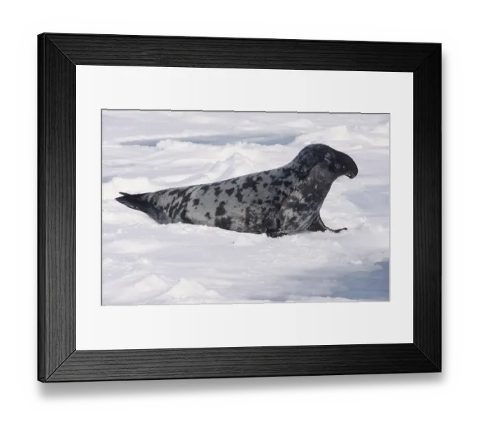 Framed Print : Adult Hooded Seal (cystophora cristata) lying on packice