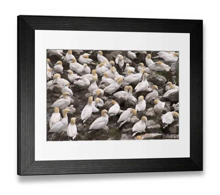 Framed Print : Bird rocks at Cape St. Mary's ecological seabird reserve