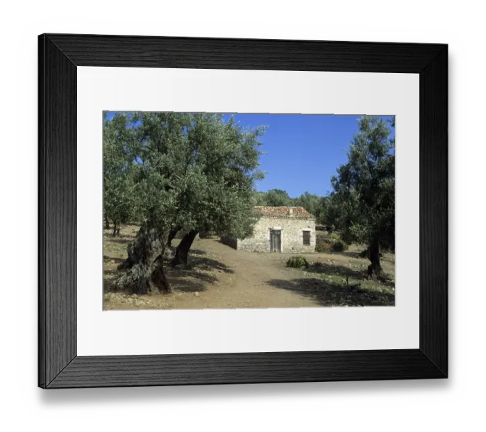 Framed Print : Old house in a olive tree forest Framed Print : Old house in a olive tree forest