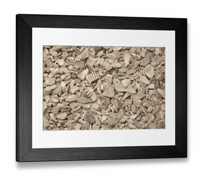Framed Print : Naturopathy, Red-fleshed Ark Mussel Shells Framed Print : Naturopathy, Red-fleshed Ark Mussel Shells