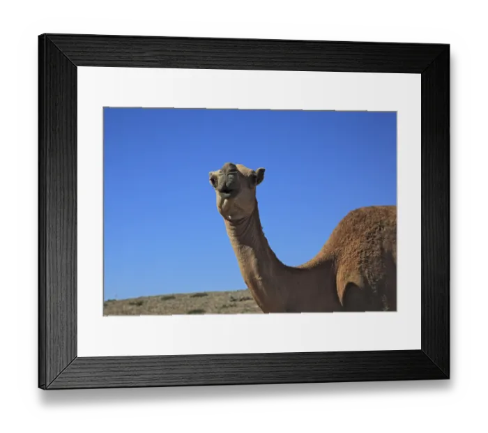 Framed Print : Camels, Oman Framed Print : Camels, Oman