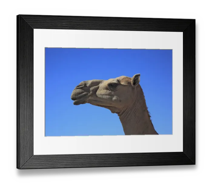 Framed Print : Camels, Oman