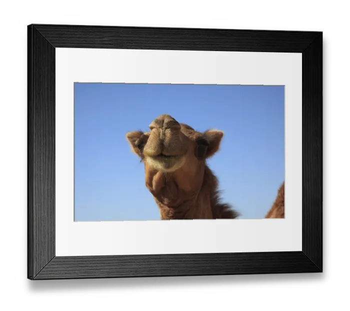 Framed Print : Camels, Oman Framed Print : Camels, Oman
