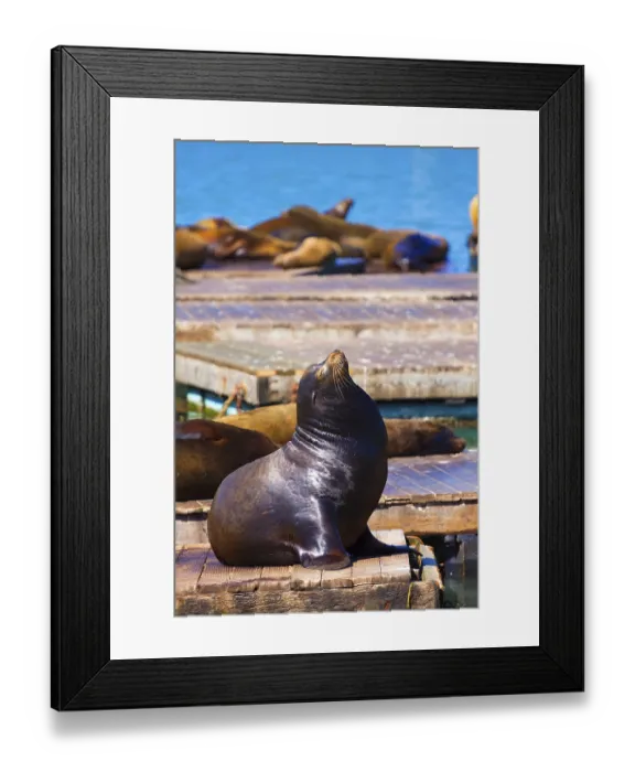 Framed Print : San Francisco Pier 39 lighthouse and seals at California USA Framed Print : San Francisco Pier 39 lighthouse and seals at California USA