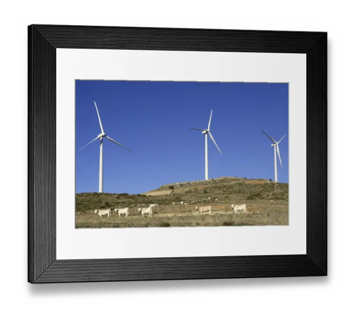 Framed Print : Cow cattle under electric windmills in blue sky background