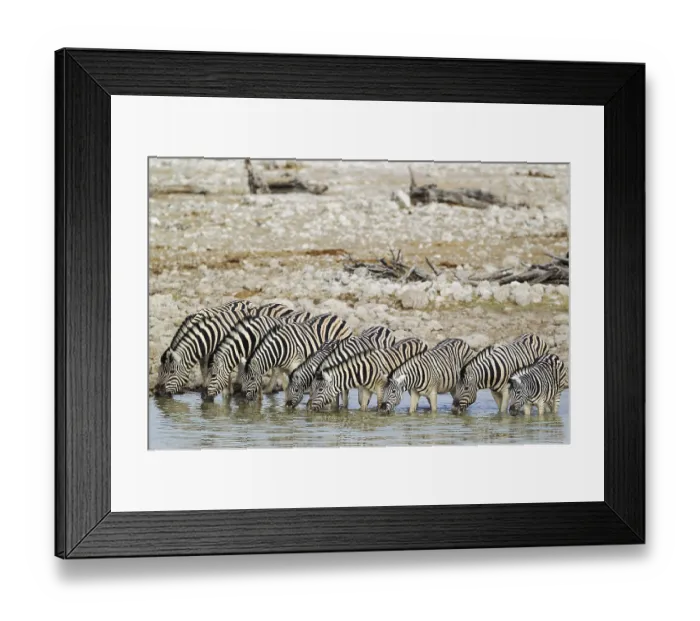 Framed Print : Burchell's zebras (Equus quagga burchellii) drinking at waterhole