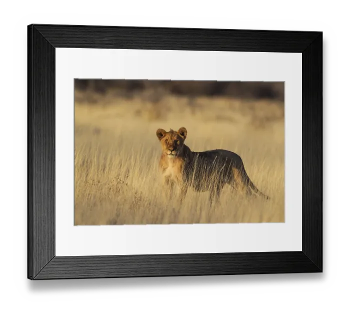 Framed Print : Lion (Panthera leo) cub, morning light Framed Print : Lion (Panthera leo) cub, morning light