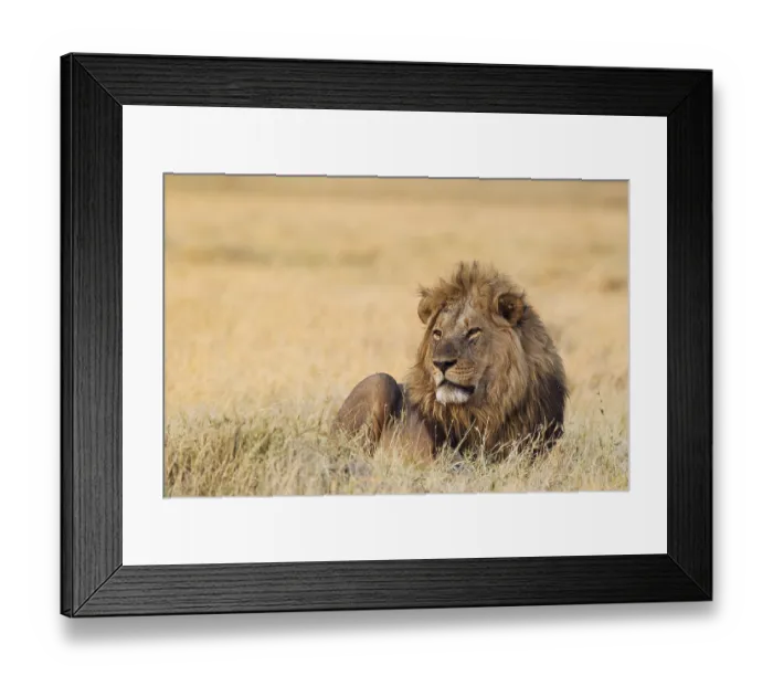Framed Print : Lion (Panthera leo), resting male at dawn