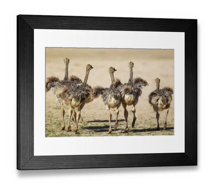 Framed Print : Ostrich (Struthio camelus), five chicks