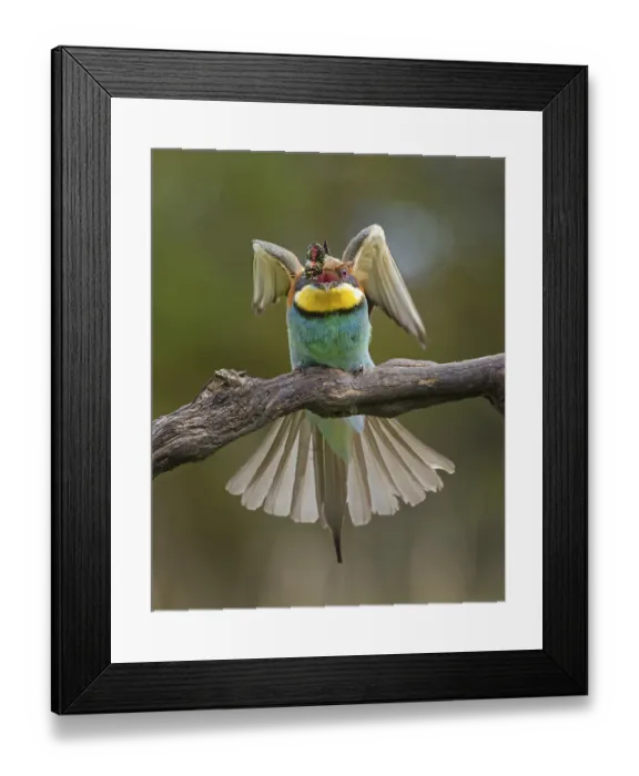 Framed Print : Bee-eater (Merops apiaster) new resident in Saxony-Anhalt Framed Print : Bee-eater (Merops apiaster) new resident in Saxony-Anhalt