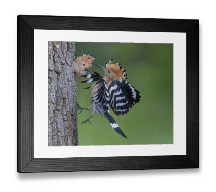Framed Print : Hoopoe (Upupa epops) Bird of the Year 2022