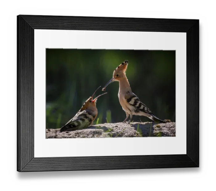 Framed Print : Hoopoe (Upupa epops) Bird of the Year 2022