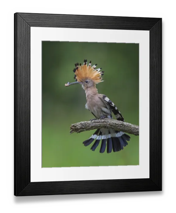 Framed Print : Hoopoe (Upupa epops) Bird of the Year 2022