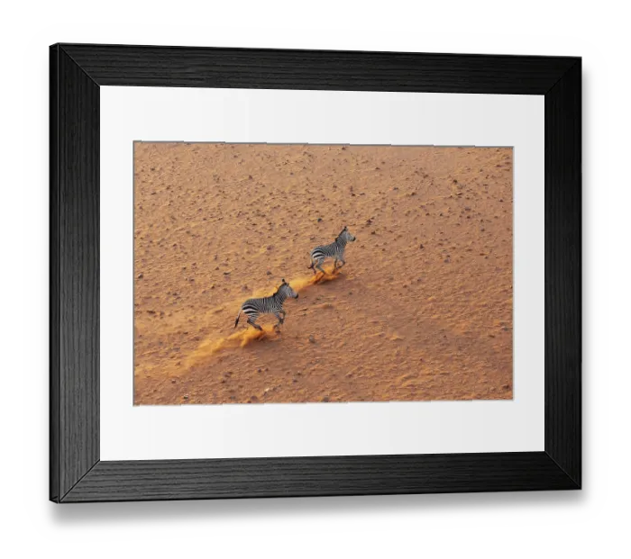 Framed Print : Hartmann's Mountain Zebra (Equus zebra hartmannae)