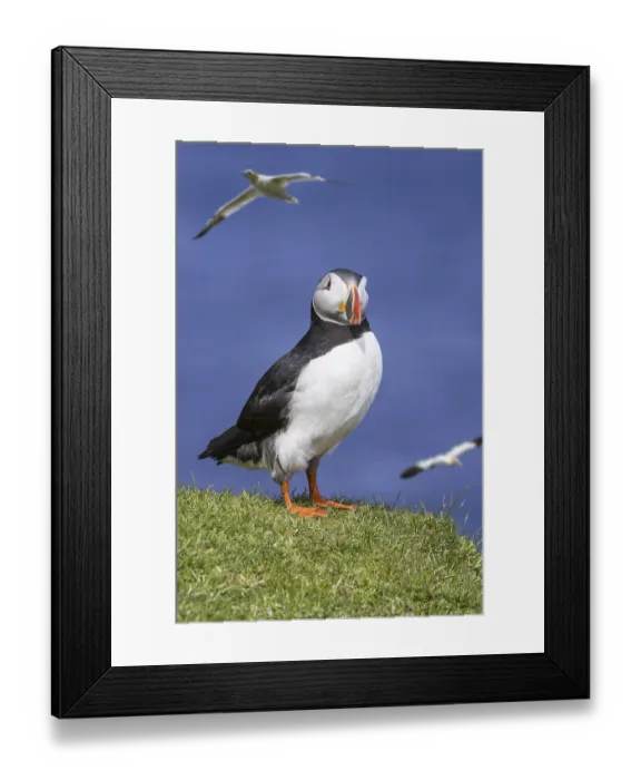 Framed Print : Atlantic puffin (Fratercula arctica) on sea cliff top and flying gannets in seabird colony