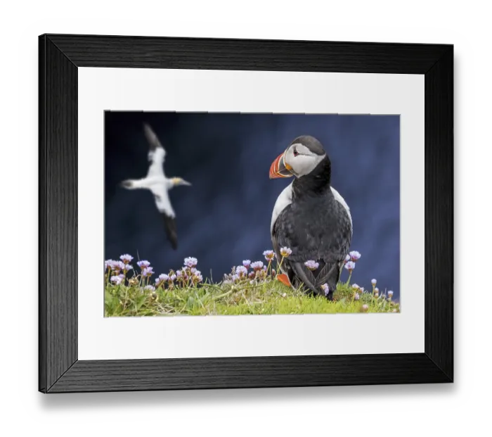 Framed Print : Atlantic puffin (Fratercula arctica) on sea cliff top watching gannet flying by in seabird colony Framed Print : Atlantic puffin (Fratercula arctica) on sea cliff top watching gannet flying by in seabird colony
