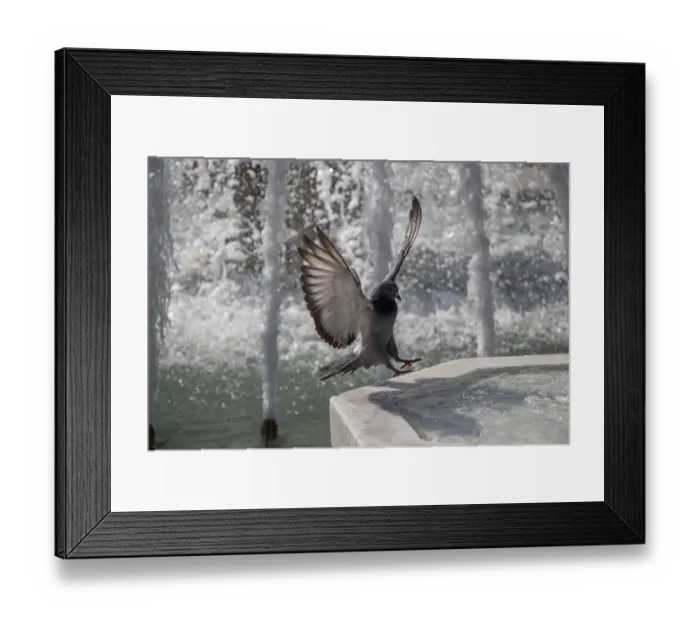 Framed Print : Lonely bird by the fountain lives in the urban environment