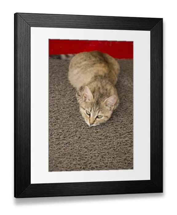 Framed Print : Stray cat seen in the street of the city