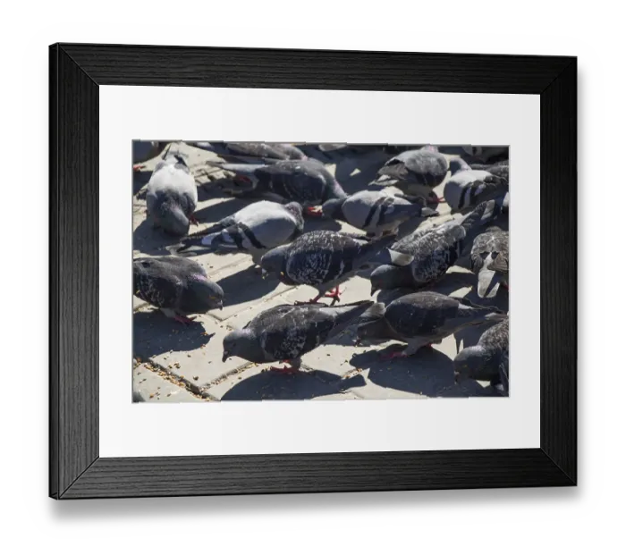 Framed Print : Lonely birds by live in an urban environment