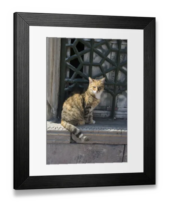 Framed Print : Stray cat seen in the street of the city Framed Print : Stray cat seen in the street of the city