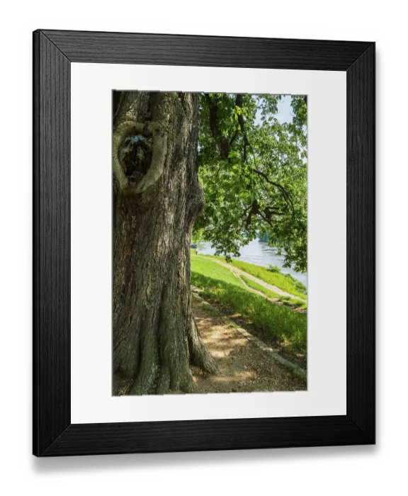Framed Print : Mighty tree on the Elbe cycle path near Pillnitz Castle on the Elbe in Pillnitz Framed Print : Mighty tree on the Elbe cycle path near Pillnitz Castle on the Elbe in Pillnitz