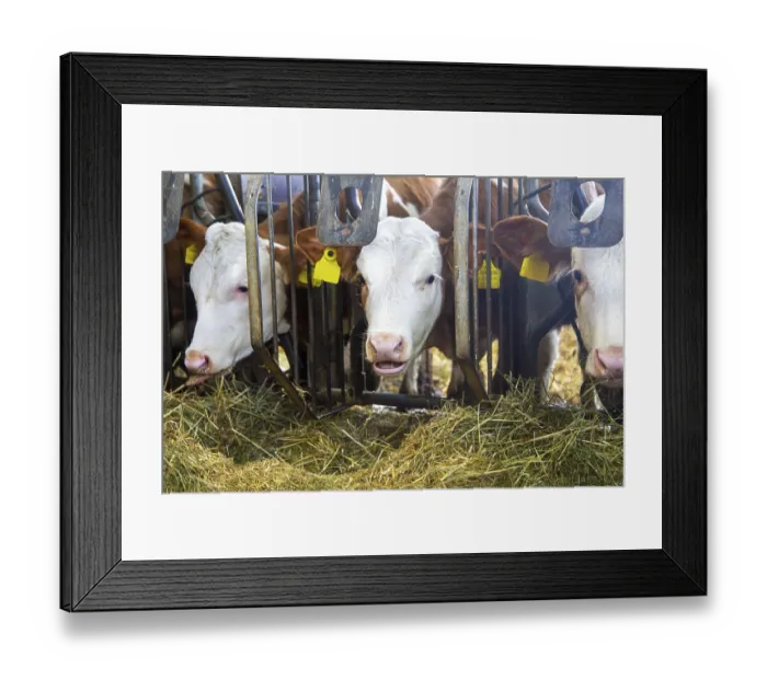 Framed Print : Dairy cows (Simmental Fleckvieh) in a dairy farmer's barn Dairy cows (Simmental Fleckvieh)