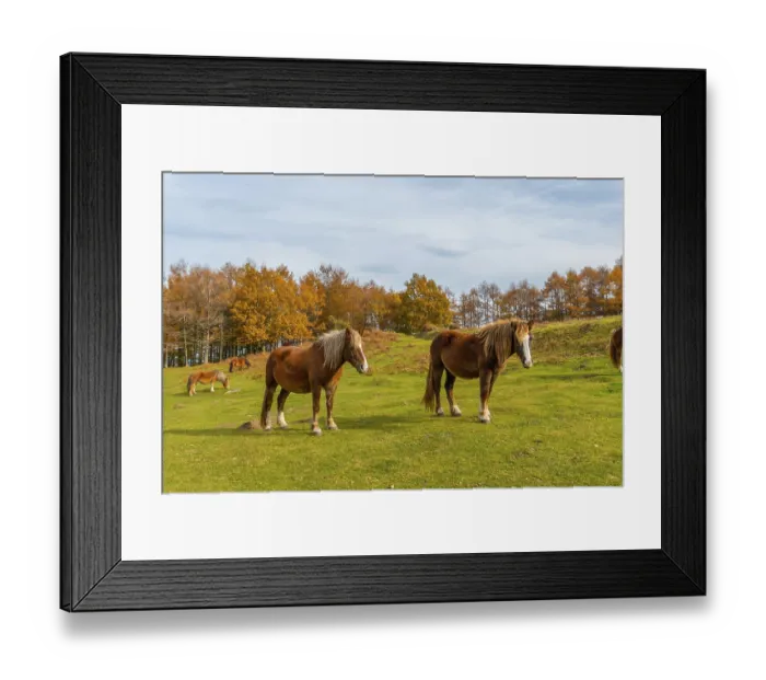 Framed Print : Mount Erlaitz with beautiful horses in freedom in the town of Irun