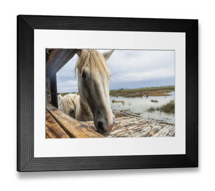Framed Print : White horse in its stable looking at the landscape of s'albufera natural park in mallorca White horse in its